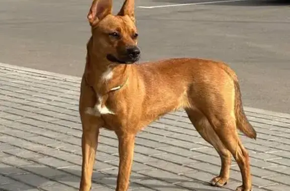 Найдена собака, Некрасовский, фото: Собака найдена в Катуаре, Заводская 6