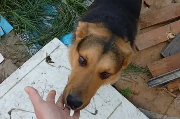 Найдена собака, Калининградская область, фото: Собака найдена: Люблино, Калининградская обл.