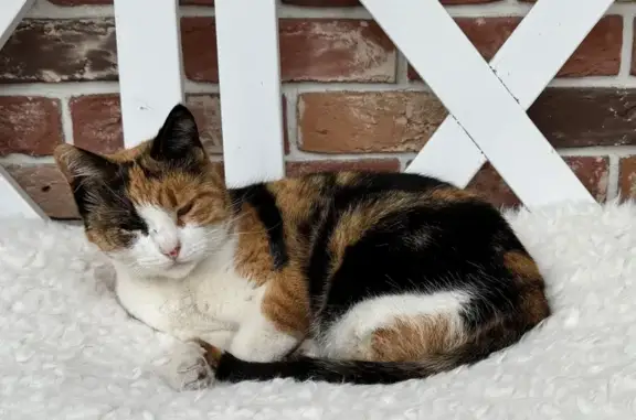 Кошки потеряшки, Ямное, фото: Потеряшка кошка Алиса, Ямное, ул. Мира, 65