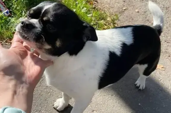 Собаки потеряшки, Жаворонки, фото: Потеряшка собака на ул. Суворова, Жаворонки