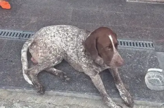 Собака найдена: ул. Мира, 42, Сочи