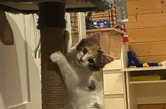 Пропала кошка, Школьная 1Б, Добрынское