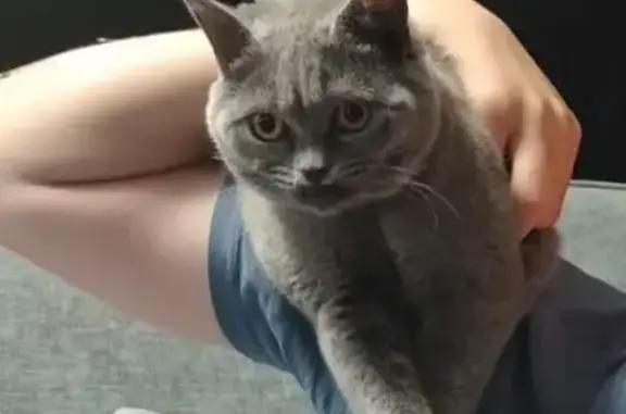 Пропала кошка, ул. Кутузова, Белгород