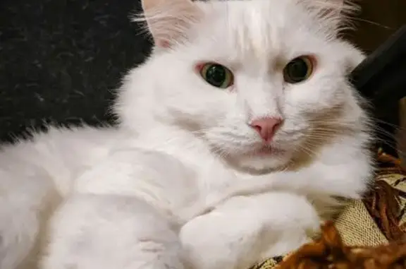 Кошки потеряшки, Воронеж, фото: Потеряшка кошка, ул. Артамонова 36, Воронеж