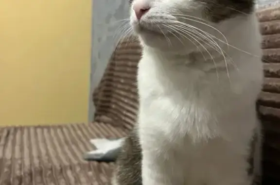 Кошки потеряшки, Тамбов, фото: Потеряшка кошка, ул. Агапкина, 5Б, Тамбов