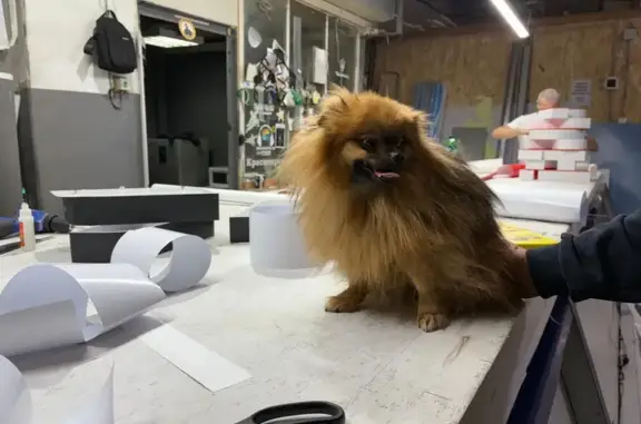 Шпиц найден на ул. Академика Вавилова