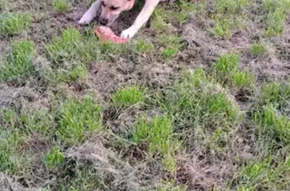 Найдена собака, Уфа, фото: Найдена собака, ул. Ивана Франко, Уфа