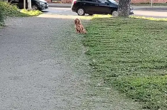 Найдена собака, Чебоксары, фото: Собака у кольца каскада, ул. Коммунальная