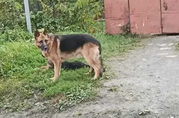 Собака найдена, ул. Металлистов, Златоуст