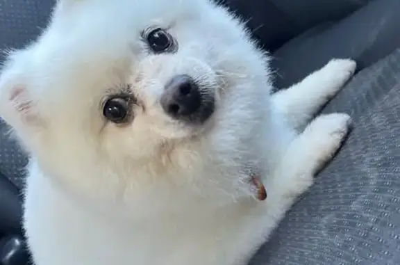 Собаки потеряшки, Казань, фото: Потеряшка собака, Казань, ул. Узянле