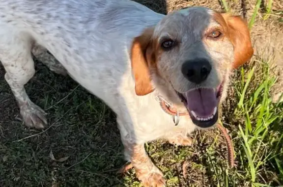 Найдена собака, Электросталь, фото: Спаниель найден на Фрязевском шоссе, 66