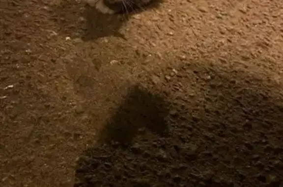 Кошки потеряшки, Красное Село, фото: Потеряшка котёнок, пр. Ленина 81, Красное Село