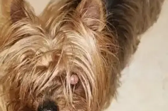 Найдена собака, Электроугли, фото: Найдена собака, Электроугли, 25