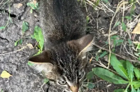 Кошка найдена: Путиловская 1, Воронеж