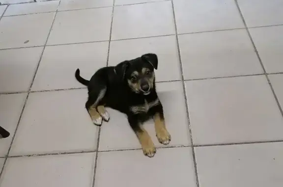 Найдена собака, Коломна, фото: Собака найдена: Захарова, Коломна