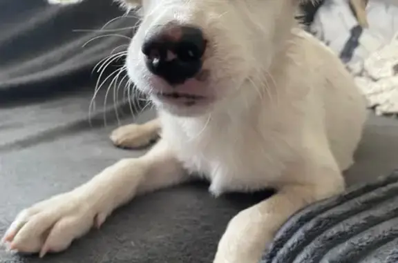 Щенок найден: ул. Смородина, 12В, Липецк