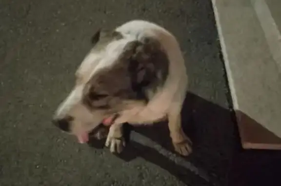 Найдена собака, Абакан, фото: Собака найдена: ул. Катанова, Абакан