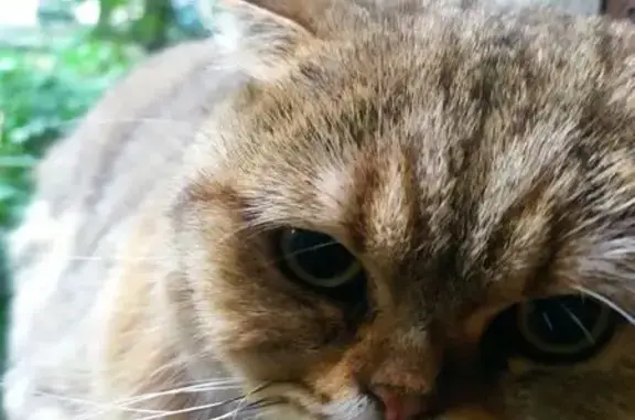 Найденные животные Нальчик, фото: Найдена кошка, пр. Шогенцукова, 22, Нальчик