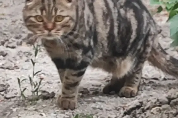 Пропала кошка, 2-й Кооперативный, 97