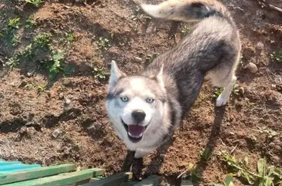 Найдена собака, Карлук, фото: Хаски найден на Садовой, 22А, Карлук