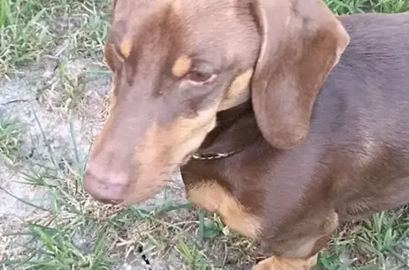 Найдена собака, Ясная ул., 2-я Моква