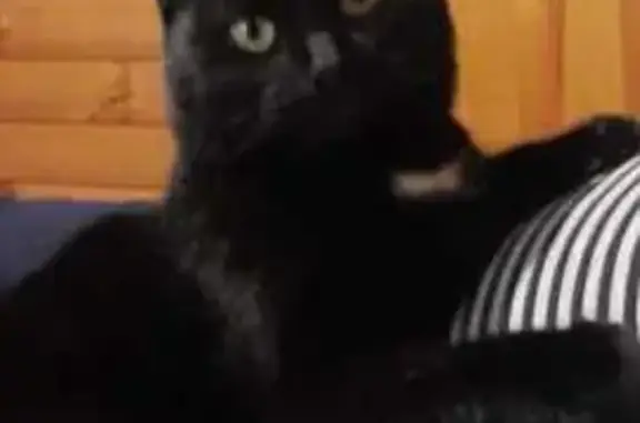 Кошки потеряшки, Кубинка, фото: Потеряшка кошка, Можайское ш., 121, Кубинка