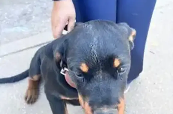 Найдена собака, Большие Вязёмы, фото: Щенок ротвейлера, ул. Городок-17, Вязёмы