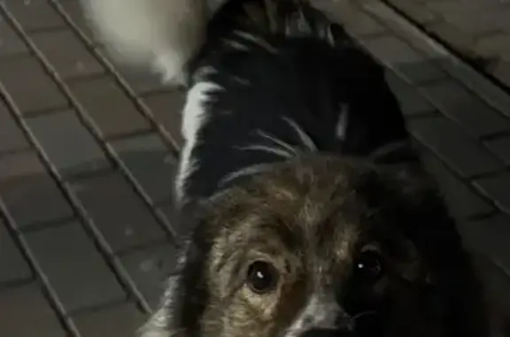 Найдена собака, Абакан, фото: Собака найдена у ЖК Отражение, Абакан