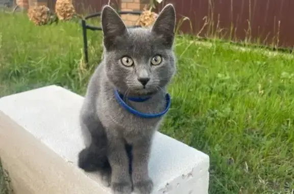 Найдена кошка, Саратов, фото: Кошка найдена: Губернская ул., 40, Саратов