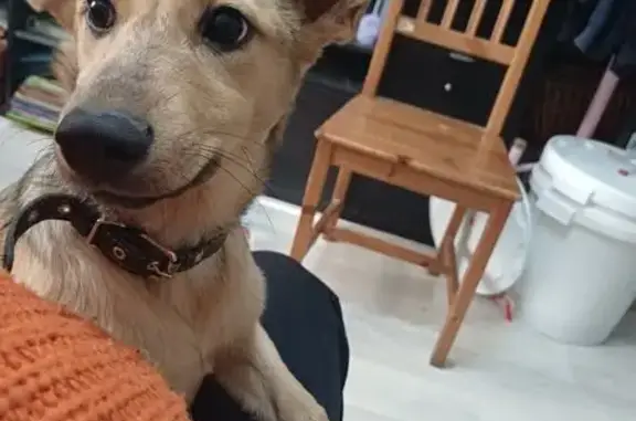 Собака найдена: ул. Козицкого, 5 к2, НН