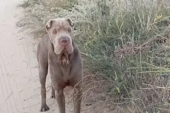 Найдена собака, Волгоград, фото: Шоколадный кобель найден на Розовой ул.