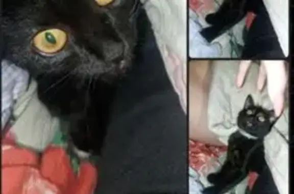 Пропала кошка на ул. Набережная, 27, Вельск