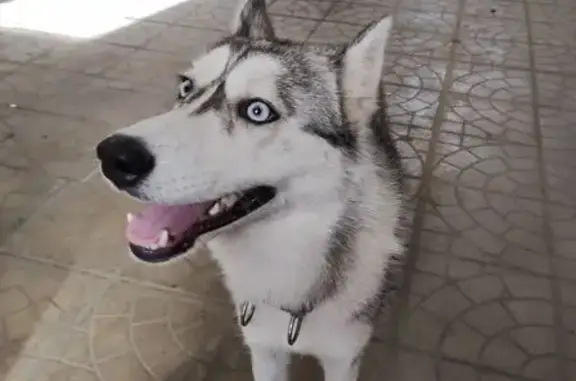 Найдена собака, Волгоград, фото: Хаски найдена: ул. 40 лет ВЛКСМ, 58, Волг.
