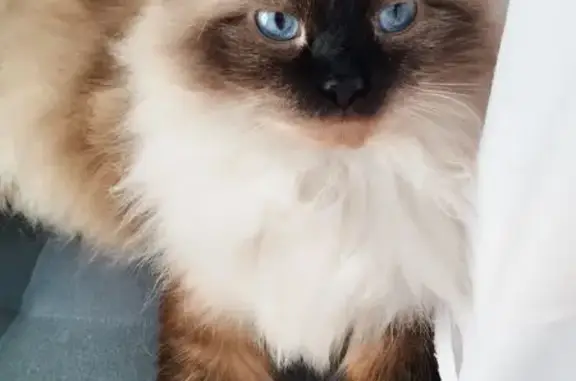 Кошки потеряшки, , фото: Потеряшка кошка в ДНП Ромашки, Павлово-Посадский