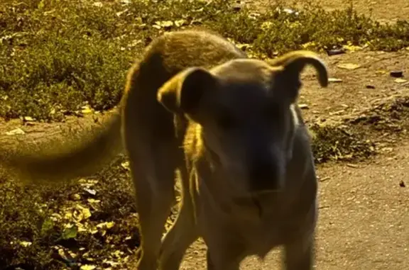 Найдена собака, Самара, фото: Собака найдена у магазина, Товарная 70, Самара