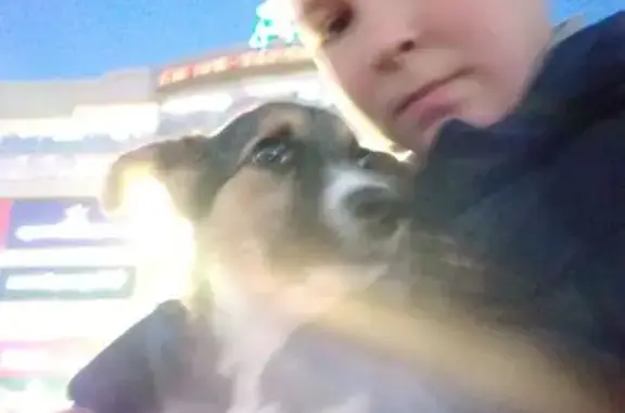 Найдена собака, пр. Яковлева 4, Чебоксары