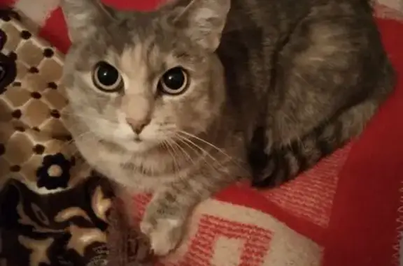 Кошки потеряшки, Тула, фото: Потеряшка кошка на Рогожинской, Тула