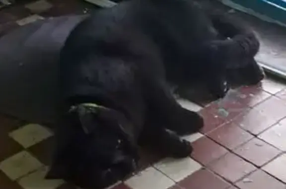 Кошка найдена на ул. Гарибальди, Москва