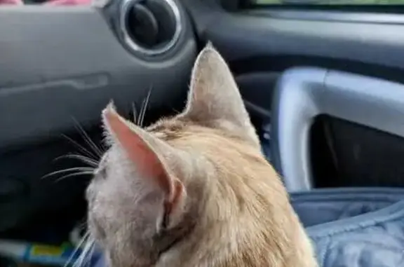 Кошки потеряшки, Токсово, фото: Потеряшка кошка, ул. Гагарина, Токсово