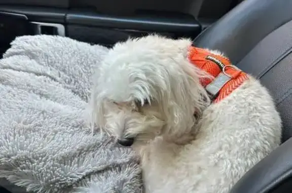 Собаки потеряшки, Москва, фото: Потеряшка собака, Сущёвский Вал, 59, Москва