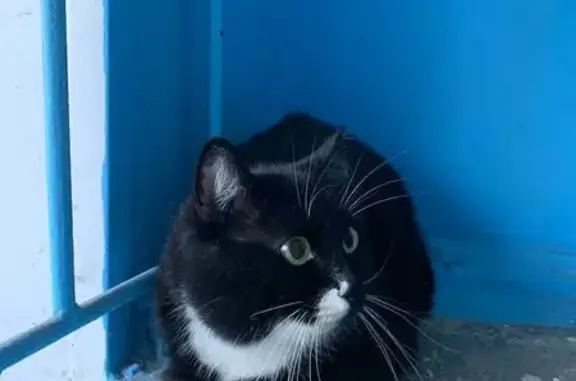 Найдена кошка, Челябинск, фото: Челябинск, ул. Чайковского: найдена кошка