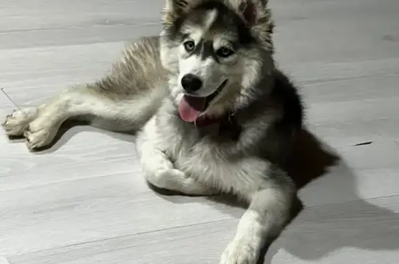 Пропала собака Марта, Малая Тартатская