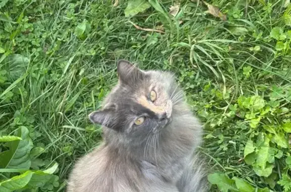 Кошка найдена: Абрикосовая ул., Горно-Алтайск