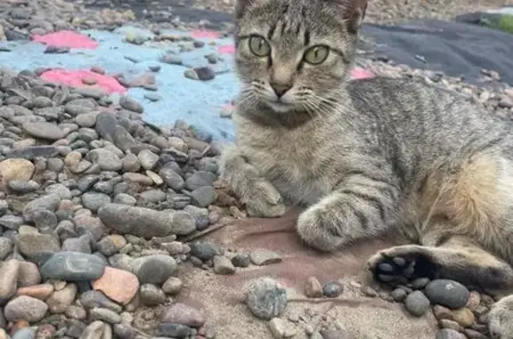 Пропала кошка, Ангарская ул., Бугачёво