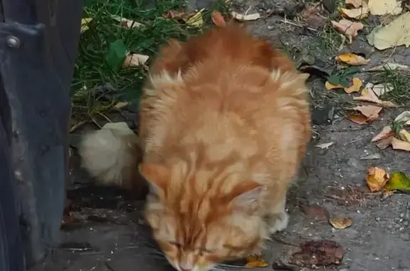 Кошка найдена на Херсонской, 20 к1, Москва