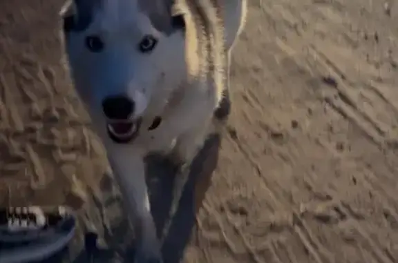 Собака найдена: Стрельбищенская 18В, Пенза