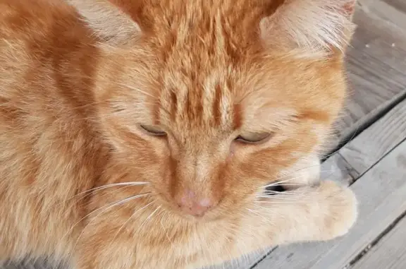 Кошка найдена: Морской сельсовет, НСО