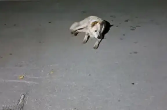 Собака найдена у подъезда, Ленина 44, Бердск