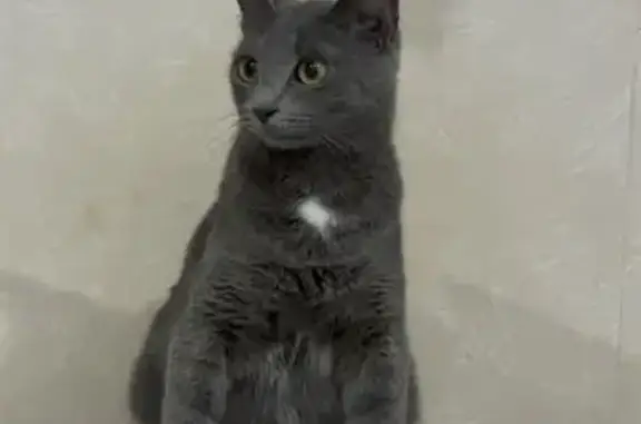 Объявления о пропавших и найденных животных, Асбест, фото: Пропала кошка, ул. Мира 11/2, Асбест