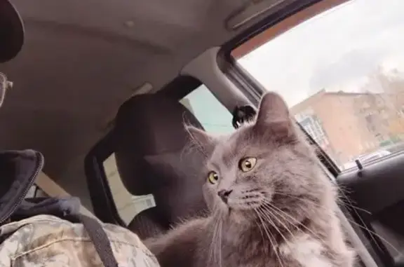 Пропала кошка, ул. Пушкина 3, Бузулук